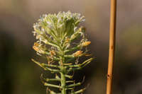 Image of Thelypodium integrifolium