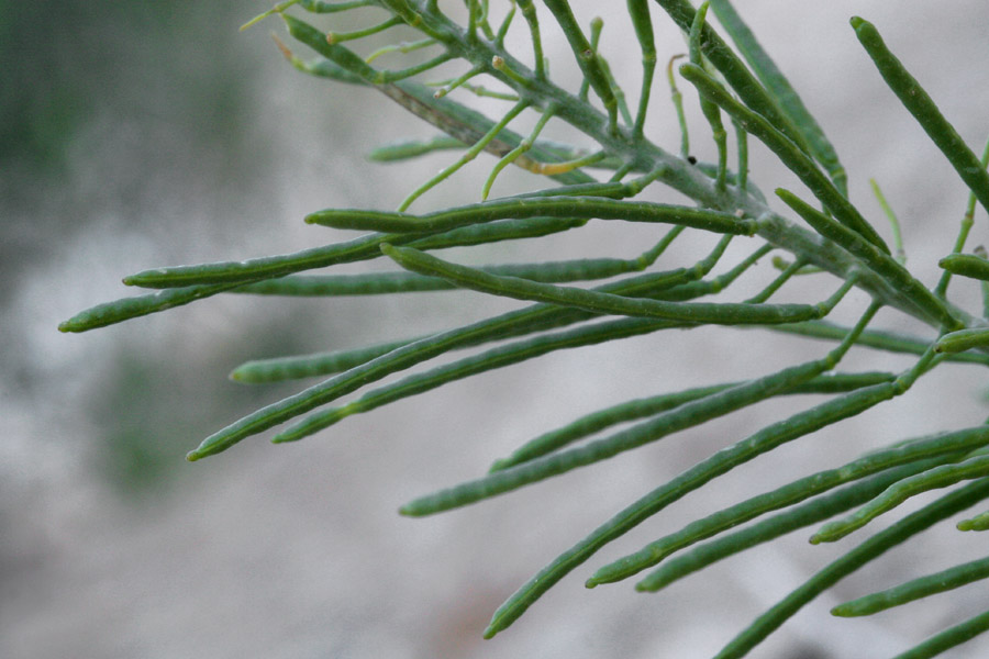 Thelypodium texanum image