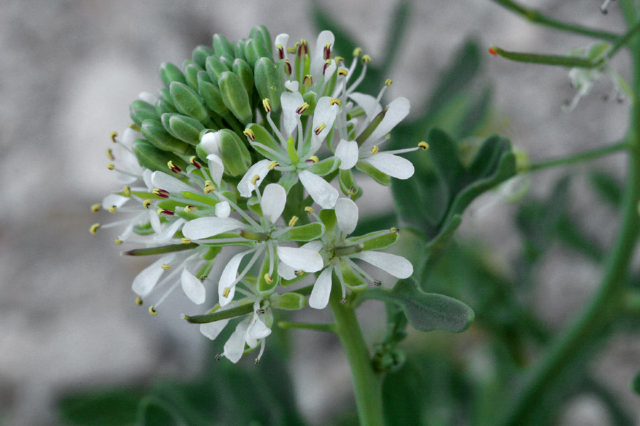 Thelypodium texanum image