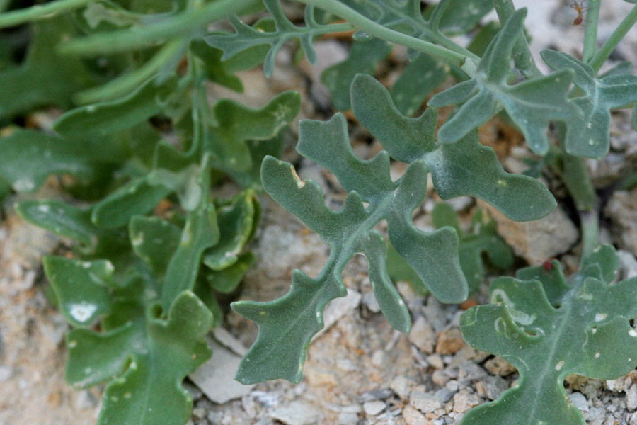 Thelypodium texanum image