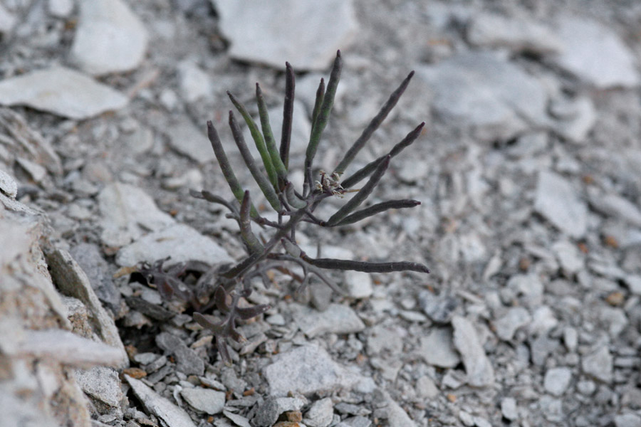 Thelypodium texanum image