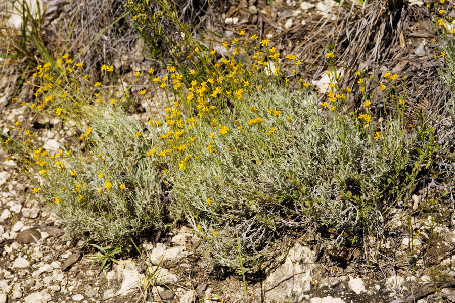 Thymophylla setifolia image