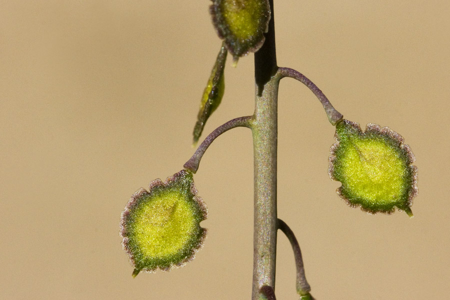 Thysanocarpus desertorum image