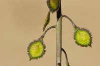 Image of Thysanocarpus desertorum