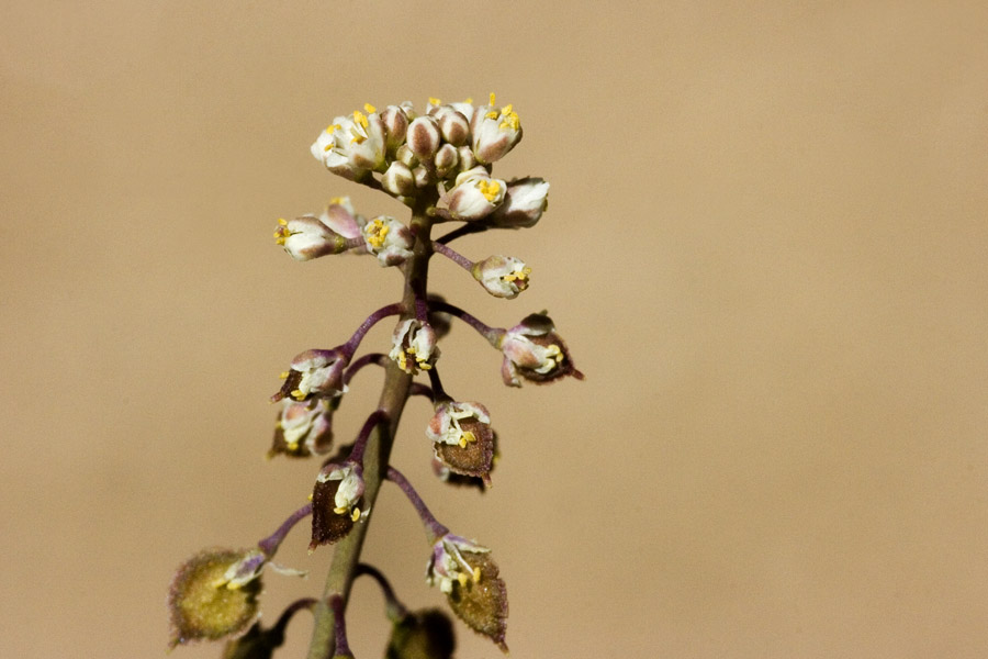 Thysanocarpus desertorum image