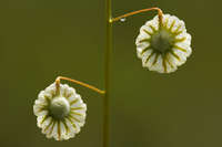 Image of Thysanocarpus radians