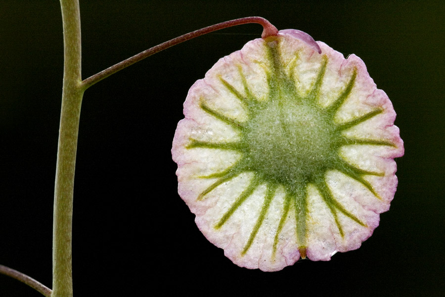 Thysanocarpus radians image