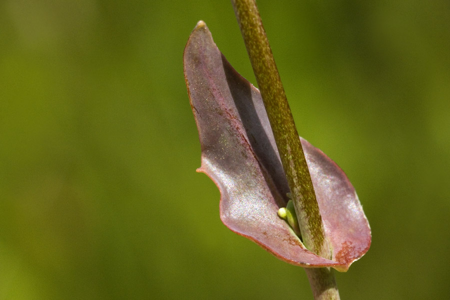 Thysanocarpus radians image