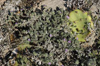 Image of Coldenia gossypina