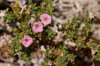 Image of Coldenia hispidissima