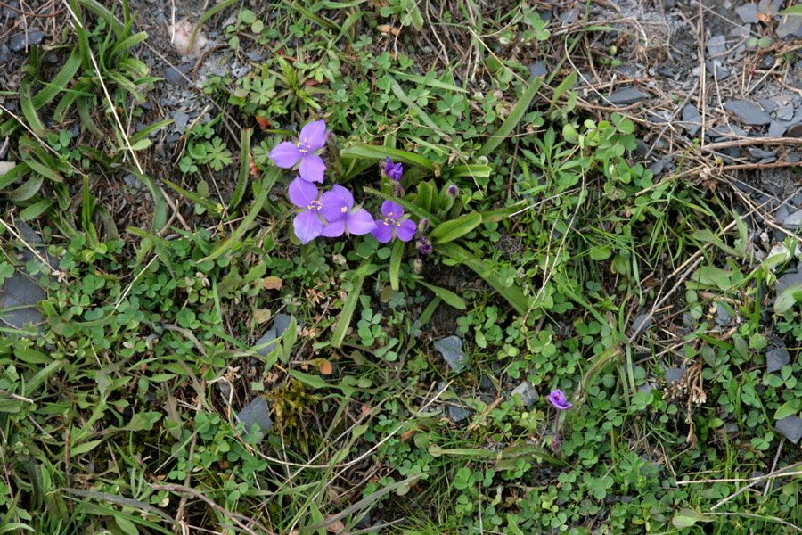 Tradescantia longipes image