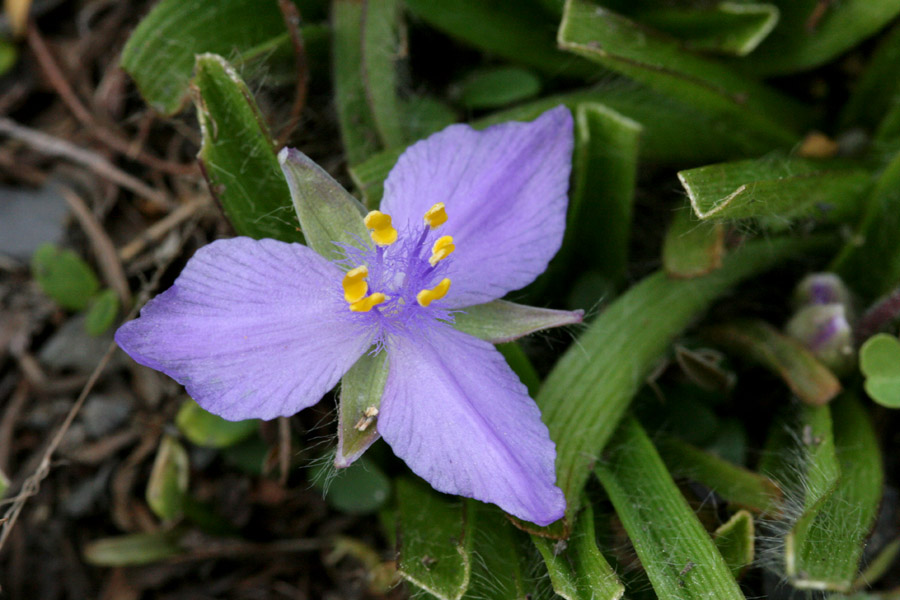 Tradescantia longipes image