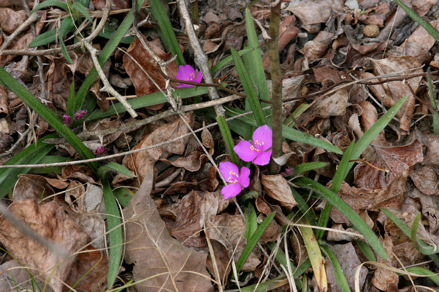 Tradescantia longipes image