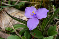 Tradescantia longipes image