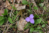 Tradescantia longipes image