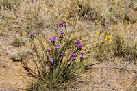 Tradescantia occidentalis image