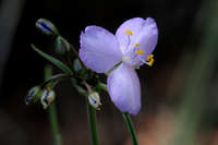 Tradescantia pinetorum image