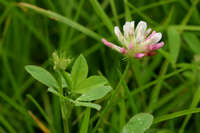 Trifolium pinetorum image