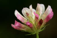 Image of Trifolium pinetorum