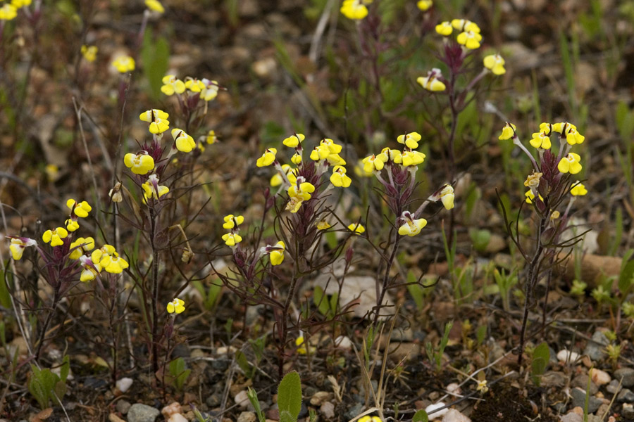 Triphysaria eriantha image