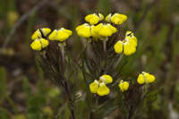 Triphysaria eriantha image