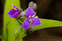 Tripogandra purpurascens image