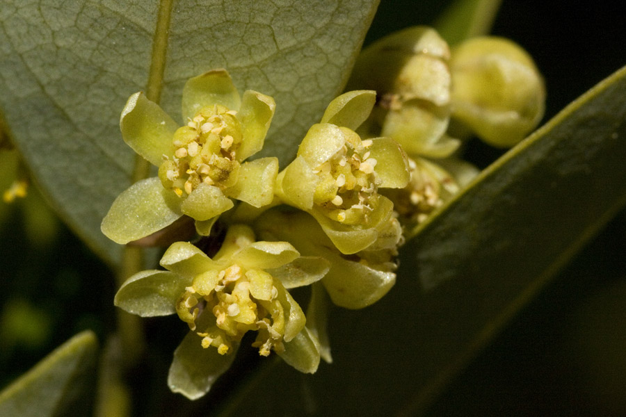 Umbellularia californica image