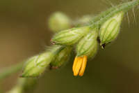 Image of Panicum arizonicum
