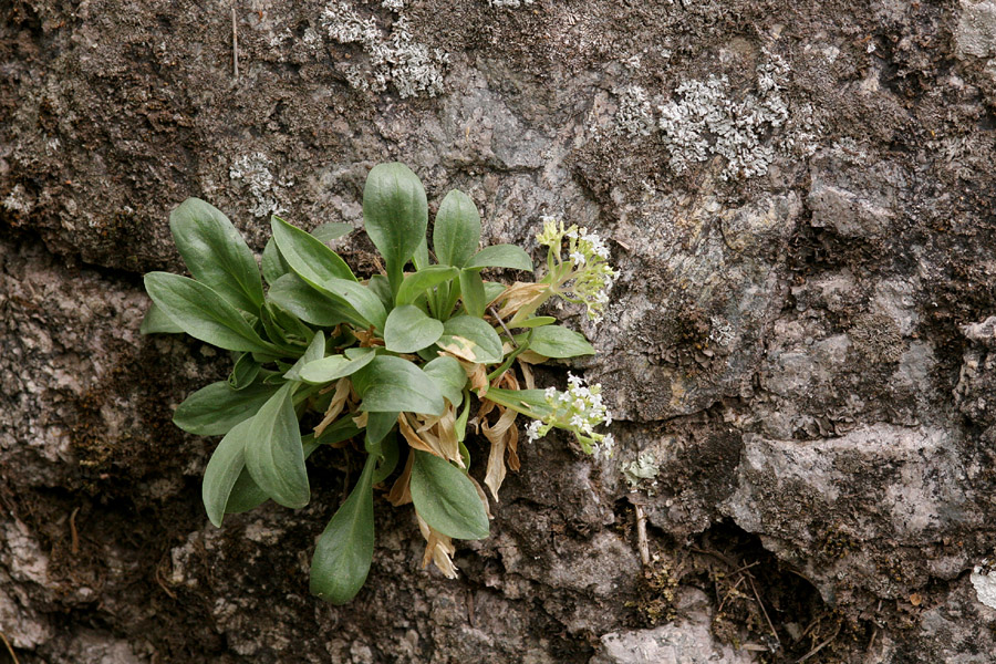 Valeriana texana image