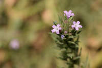 Verbena bracteata image