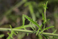 Verbena neomexicana image