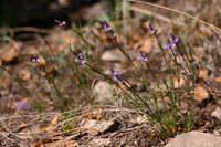 Verbena perennis image