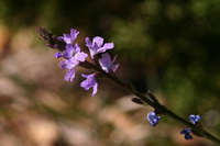 Verbena perennis image