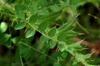 Vicia americana image