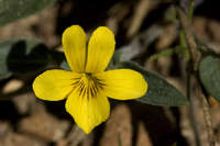 Viola bakeri image