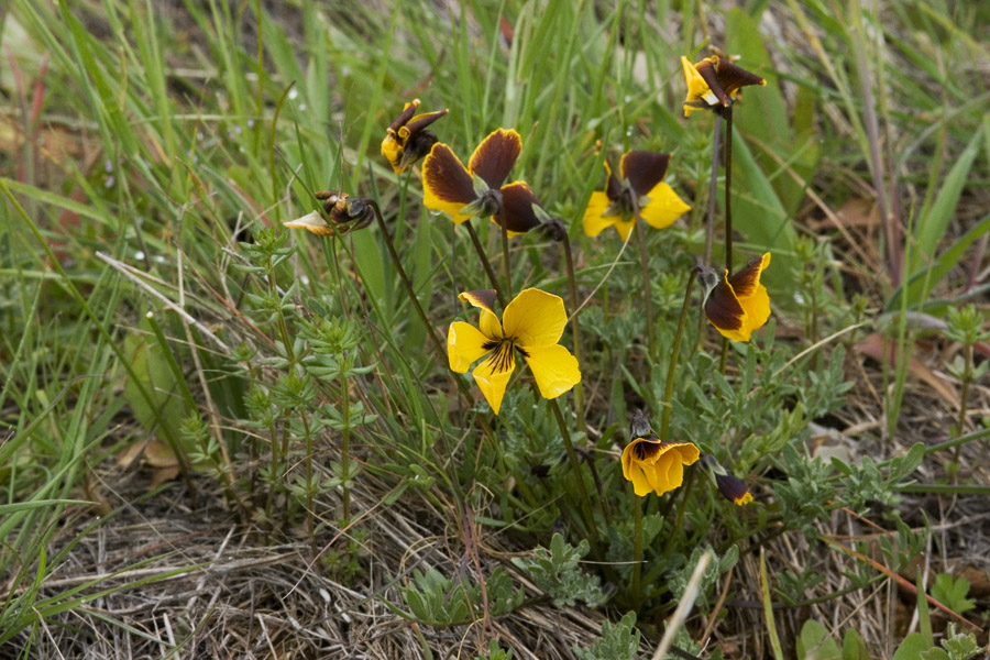 Viola douglasii image