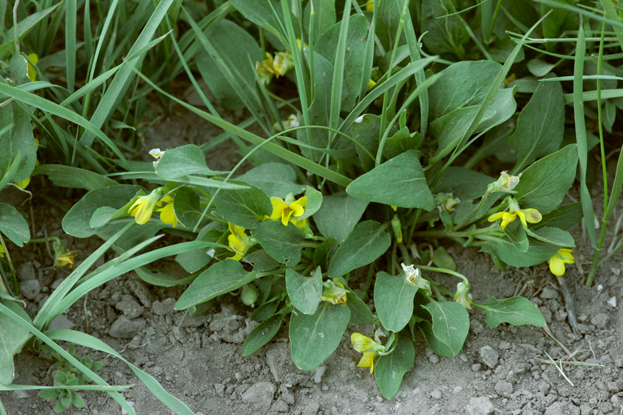 Viola praemorsa image