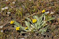 Viola tomentosa image