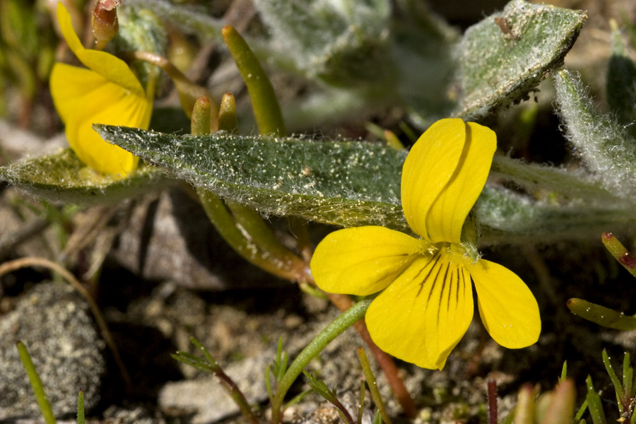 Viola tomentosa image