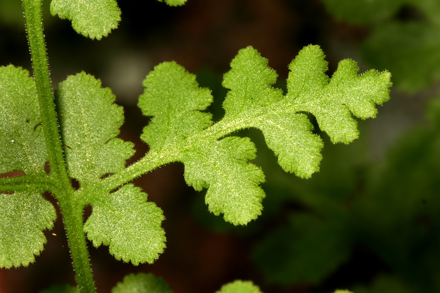 Woodsia obtusa subsp. occidentalis image