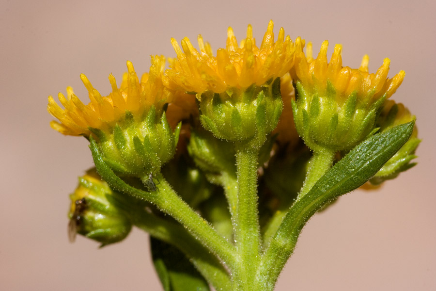 Xanthocephalum gymnospermoides var. eradiatum image