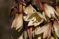 Yucca baccata image