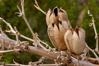 Yucca elata image