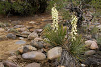 Yucca baileyi image