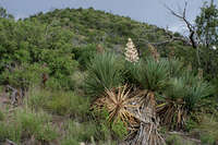 Image of Yucca x schottii