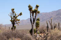 Image of Yucca valida