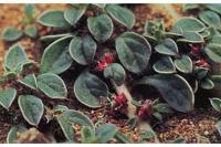 Image of Amaranthus albomarginatus