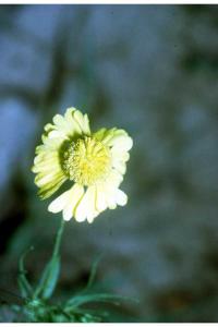 Helenium autumnale image