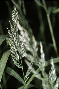 Muhlenbergia racemosa image