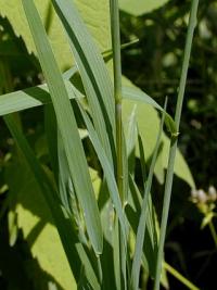 Muhlenbergia racemosa image